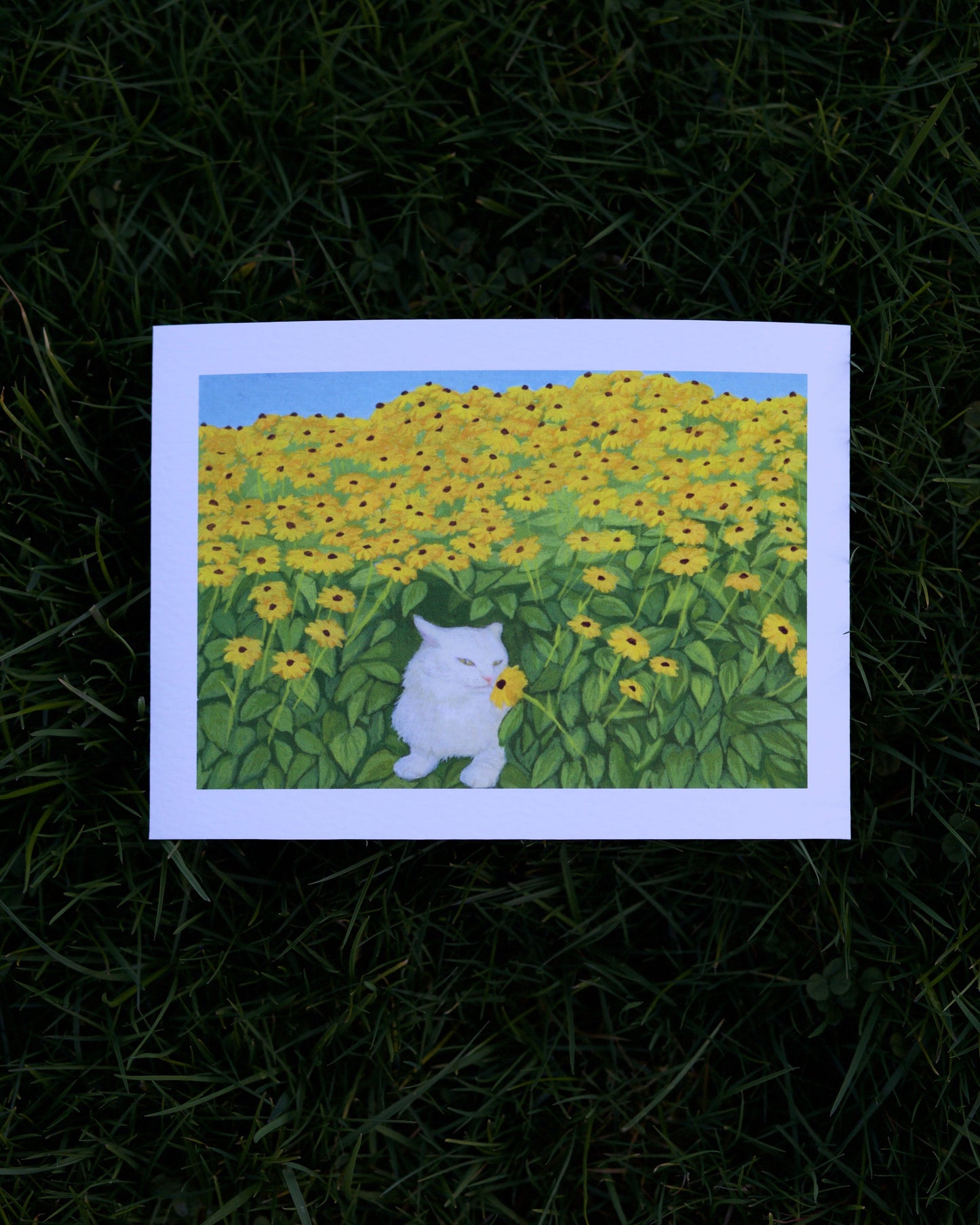 Black Eyed Susan's Cat Print 5x7